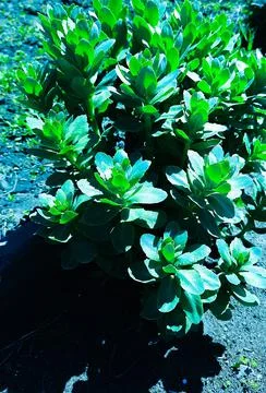 A green plant. Stock Illustration