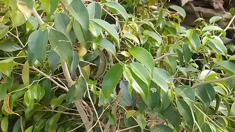 Green plant in the Infront house Stock Footage 304097985