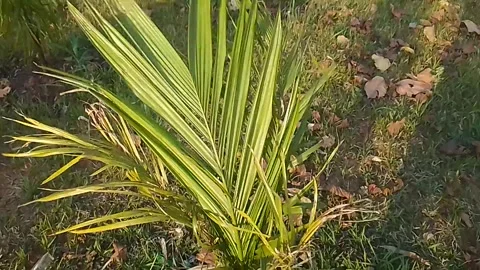 Green plant in the jungle Stock Footage 304397381