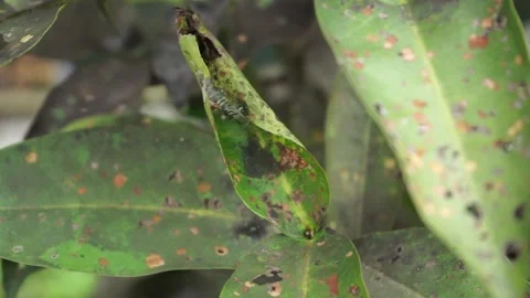 Green Plant Leaf Disease Make Death And Black Damage Structure Close Up Stock Footage 217422740