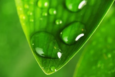 Green plant leaf Stock Photos