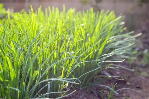 Green plant leaf Stock Photos