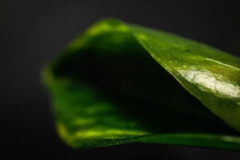 Green plant leaf Stock Photos