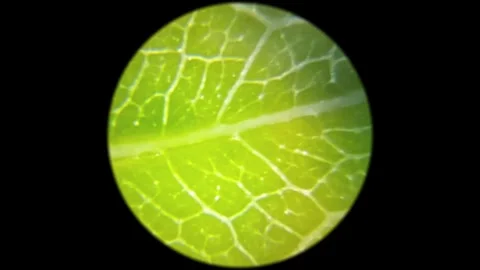 Green plant leaf surface viewed under a microscope Stock Footage 258815465