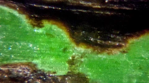 Green plant leaf surface viewed under a microscope Stock Footage 258815478