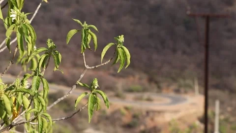Green plant leaf swaying in wind. Stock Footage 170240671