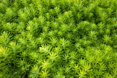 Green plant leaf texture background Stock Photos