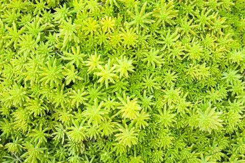 Green plant leaf texture background Stock Photos