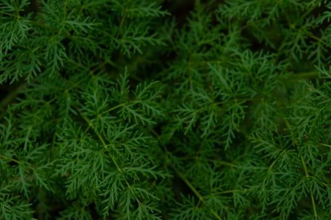 Green Plant Leaf Texture Stockfoto's