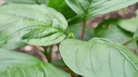 Green Plant Leaves Stock Footage 327613656