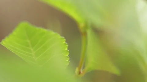 Green plant leaves in garden Stock Footage