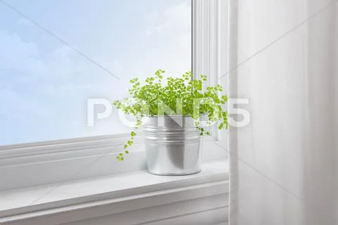 Green plant in a modern home Stock Photos