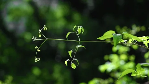 Green plant moved by the wind Video stock 110693593