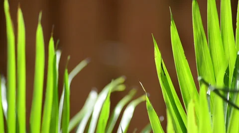 Green plant over orange background 스톡 동영상 34631238