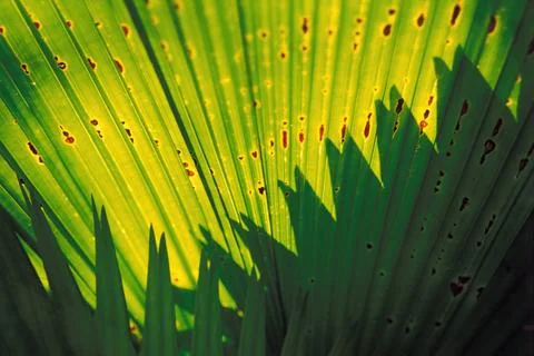 Green plant Palm Leaf Pattern Abstract shadows Copyright: xIanxPereira/Din... Stock Photos