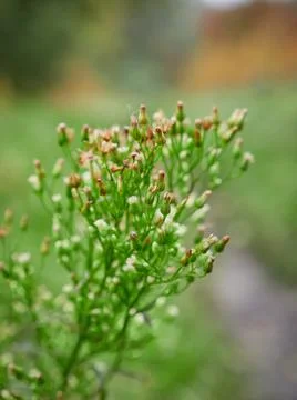 Green plant in partial focus that is budding Stock-Fotos