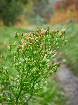 Green plant in partial focus that is budding Foto stock