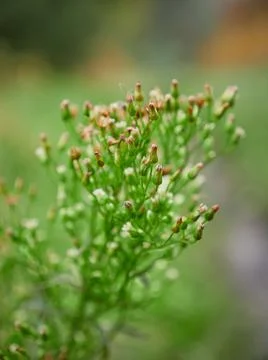 Green plant in partial focus that is budding Stock-Fotos