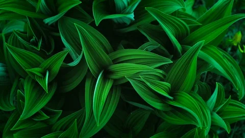 Green Plant Patterns Видео 109239305