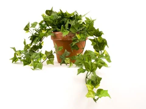 Green plant Stock Photos