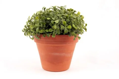 Green plant Stock Photos