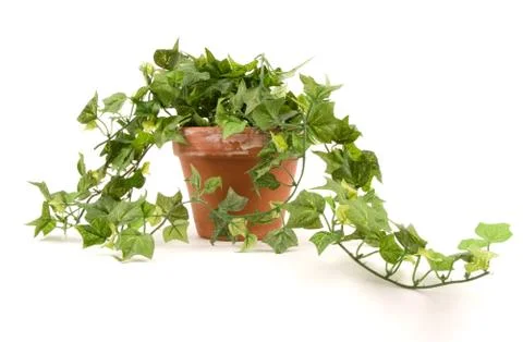 Green plant Stock Photos