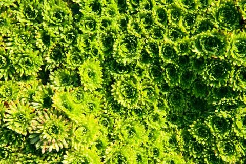Green plant Stock Photos