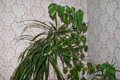 Green plant. Stock Photos