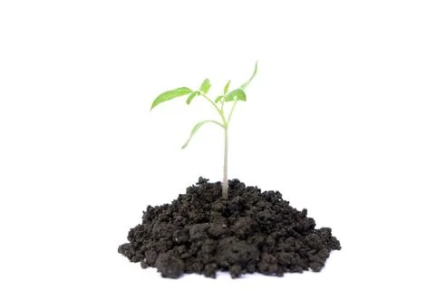 Green plant Stock Photos