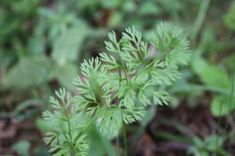Green plant Stock Photos