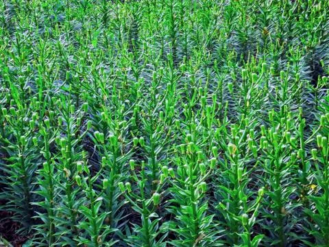 Green plant Stock-Fotos