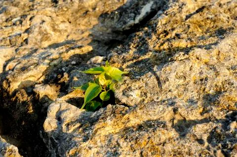 Green plant Stock Photos