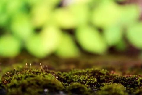 Green plant Stock Photos