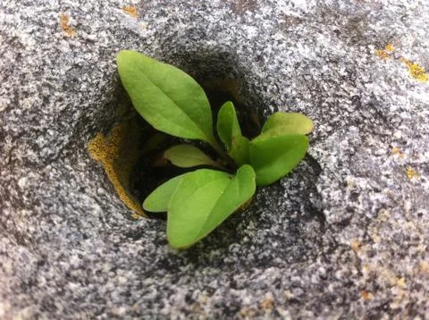 Green plant Stock Photos