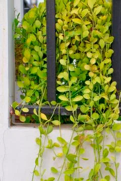 Green plant Stock Photos