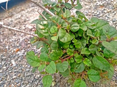 A green plant Stock Photos