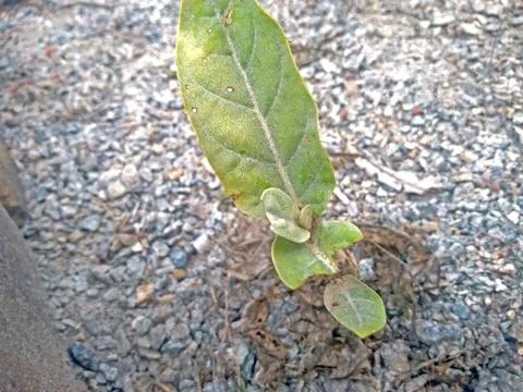 A green plant Stock Photos