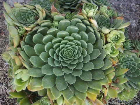 Green Plant Stock Photos