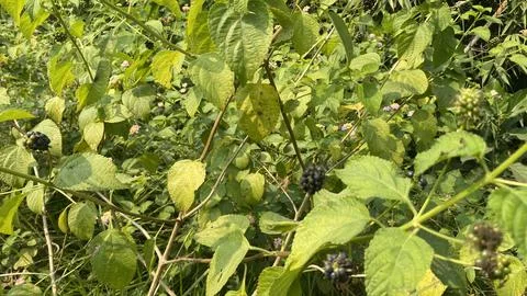 Green plant Foto stock