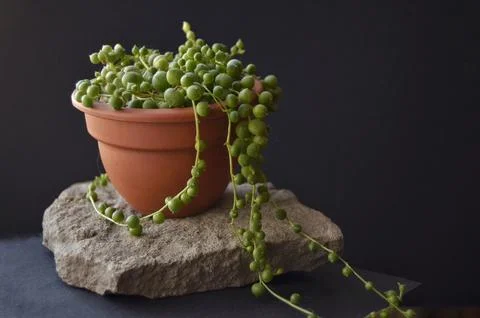 Green plant Stock Photos