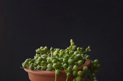 Green plant Foto stock