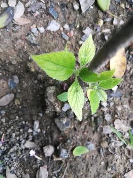 The green plant Foto stock