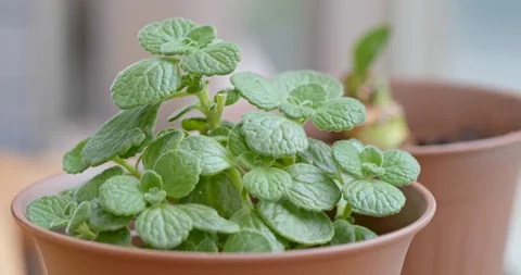 Green plant pot Stock Footage 104776547