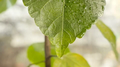 Green plant in the rain. Close-up Stock Footage 127697705