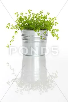 Green plant with reflection Stock Photos