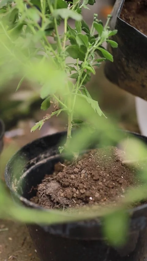 A green plant sapling growing in a black pot with fresh organic soil. Stock Footage 346013470