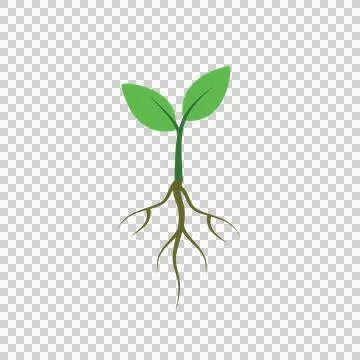 Green Plant Seedling with Root System Flat Illustration Illustrazione stock