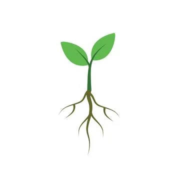 Green Plant Seedling with Root System Flat Vector Illustration for Education Stock Illustration