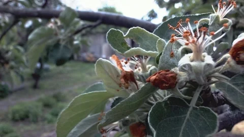 Green plant in spring garden. Stock Footage 168569476