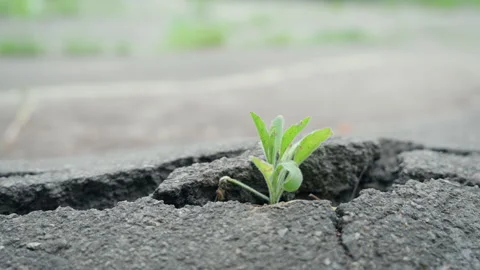 Green Plant Sprout Breaking Through Cracked Asphalt | Parallax Macro Close-Up Stock Footage 335093468